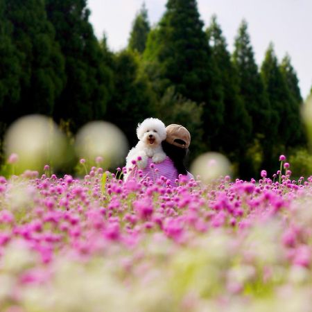 くじゅう花公園　キャンピングリゾート花と星 Kuju Εξωτερικό φωτογραφία