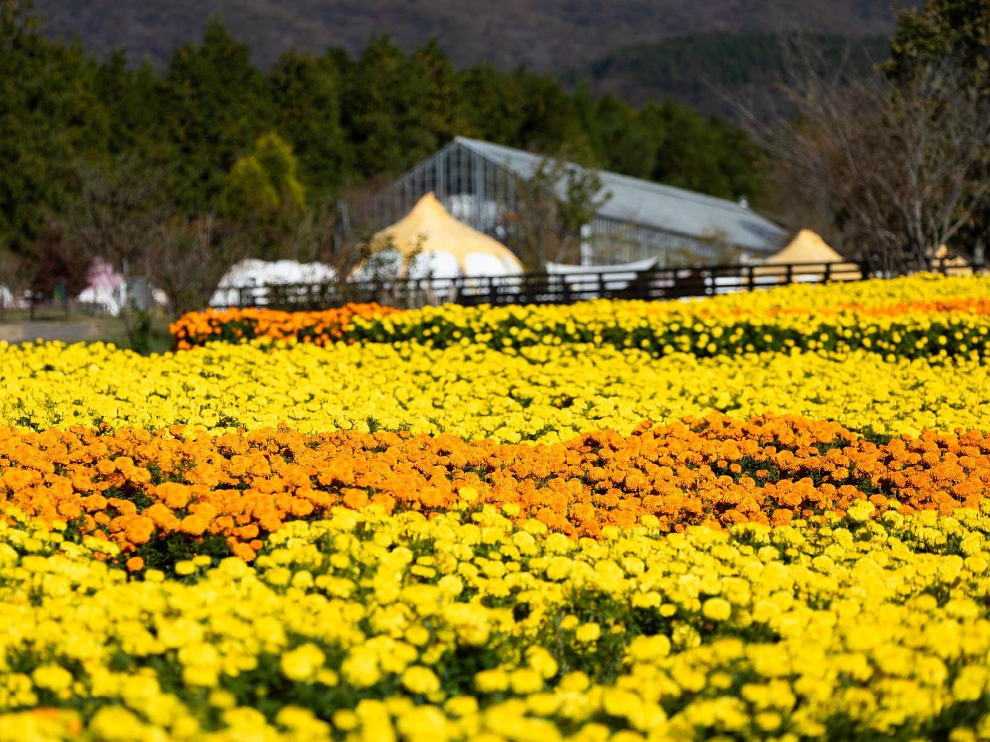 くじゅう花公園　キャンピングリゾート花と星 Kuju Εξωτερικό φωτογραφία
