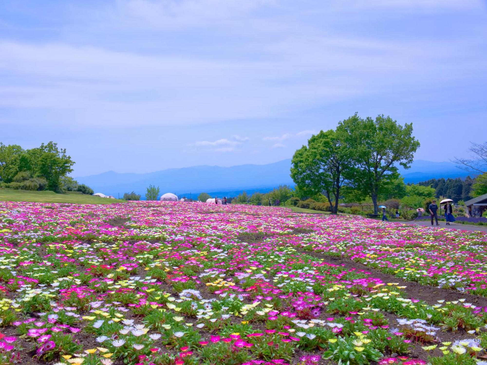 くじゅう花公園　キャンピングリゾート花と星 Kuju Εξωτερικό φωτογραφία