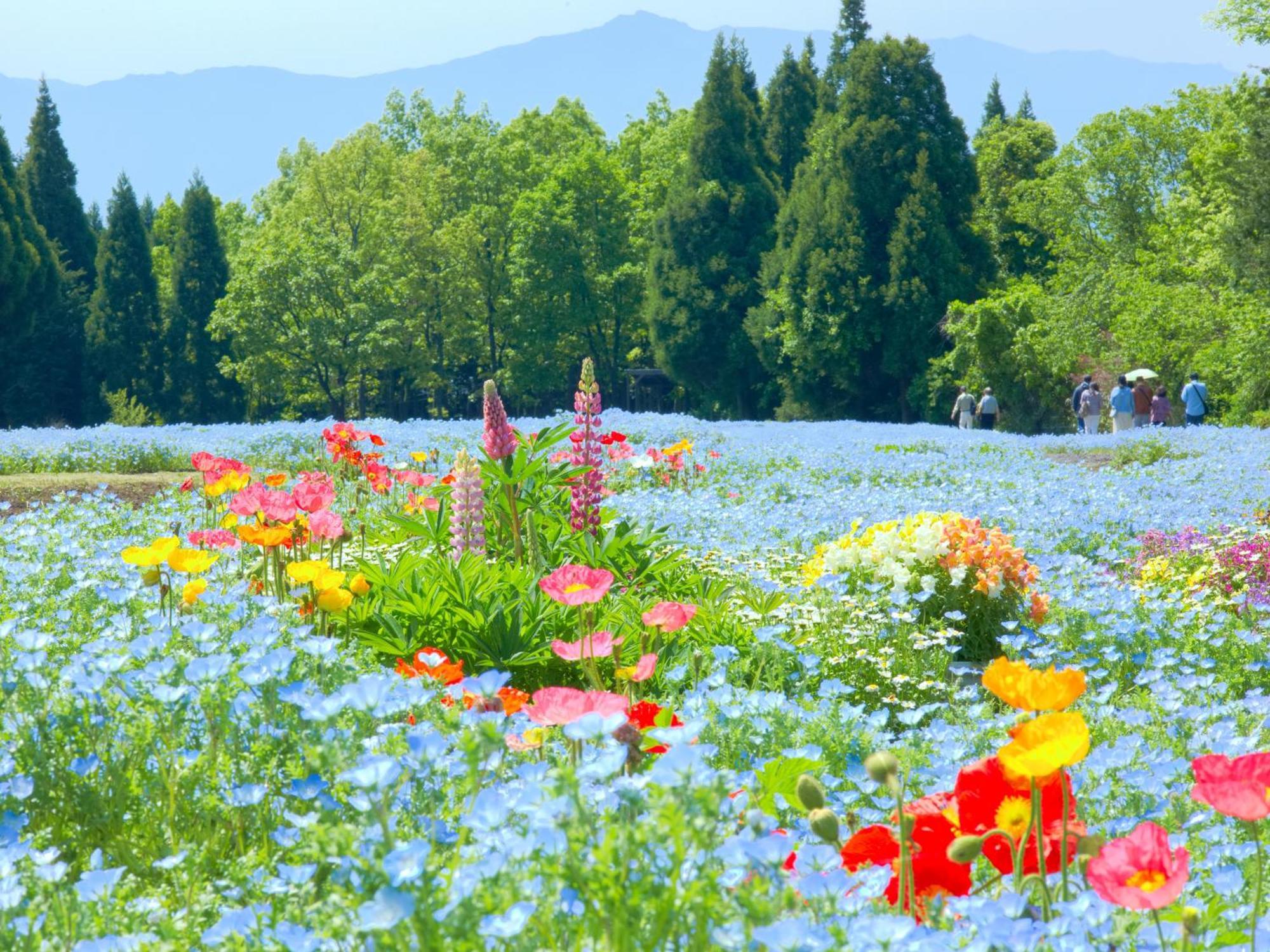 くじゅう花公園　キャンピングリゾート花と星 Kuju Εξωτερικό φωτογραφία