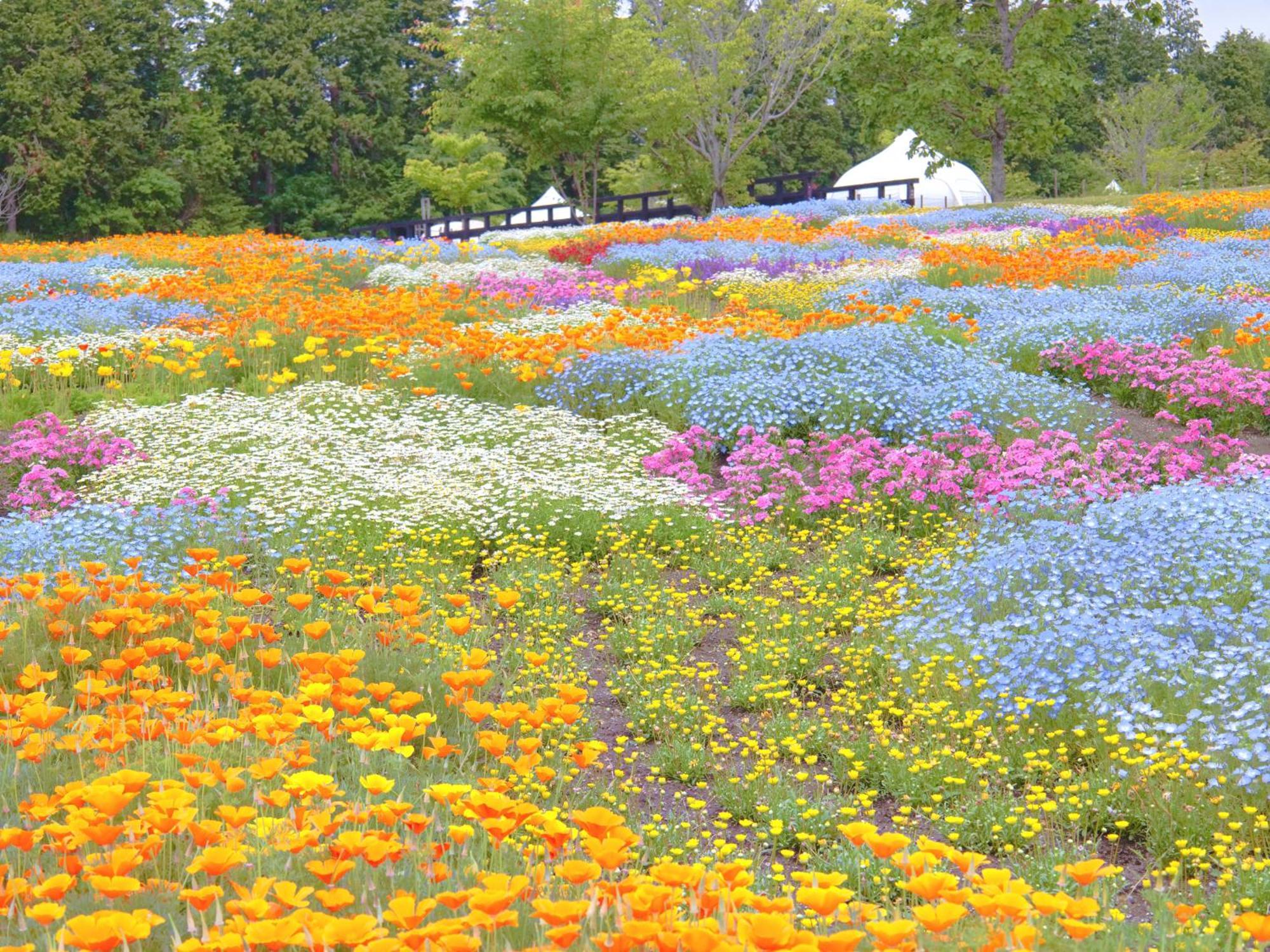 くじゅう花公園　キャンピングリゾート花と星 Kuju Εξωτερικό φωτογραφία