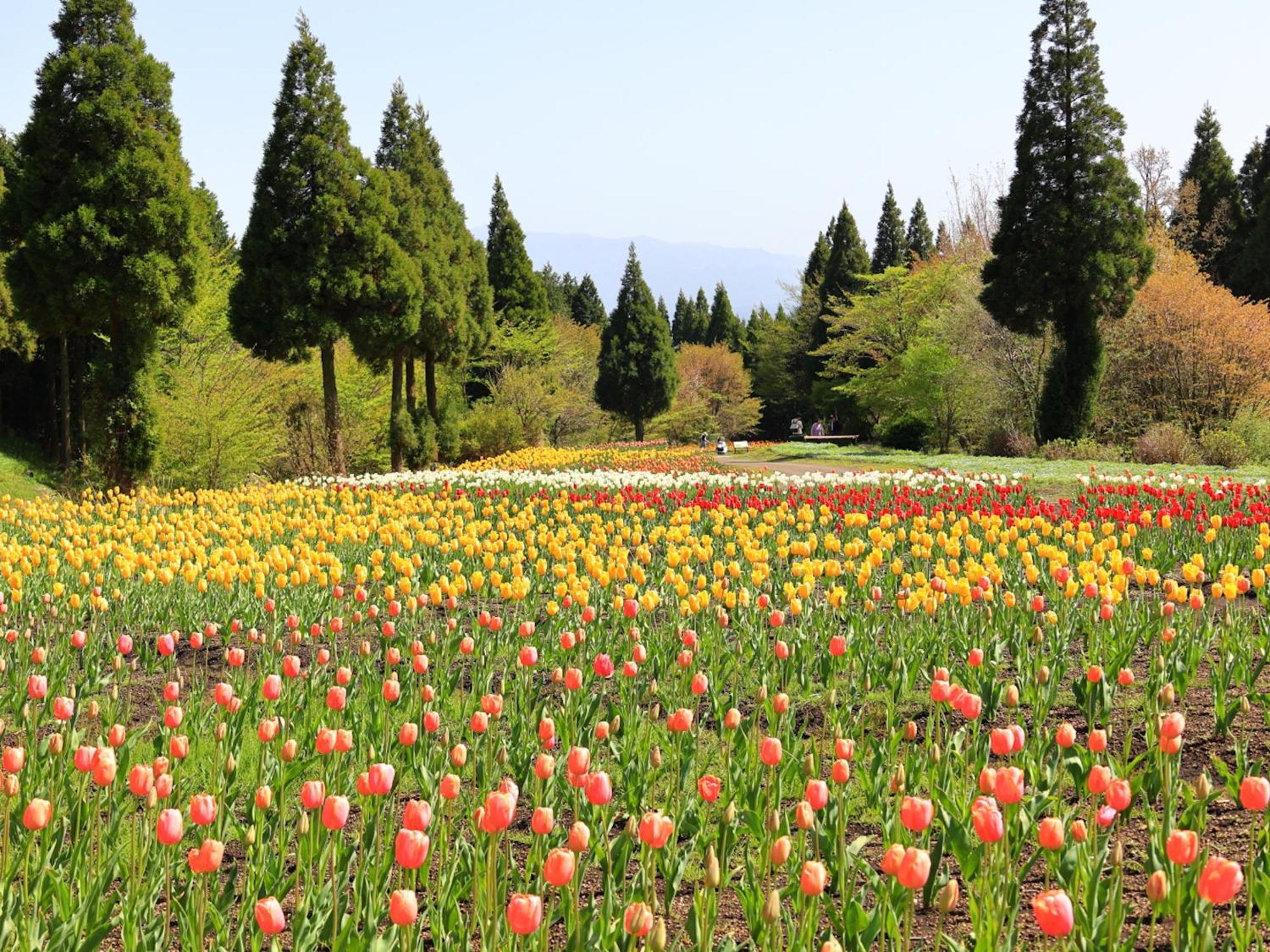 くじゅう花公園　キャンピングリゾート花と星 Kuju Εξωτερικό φωτογραφία