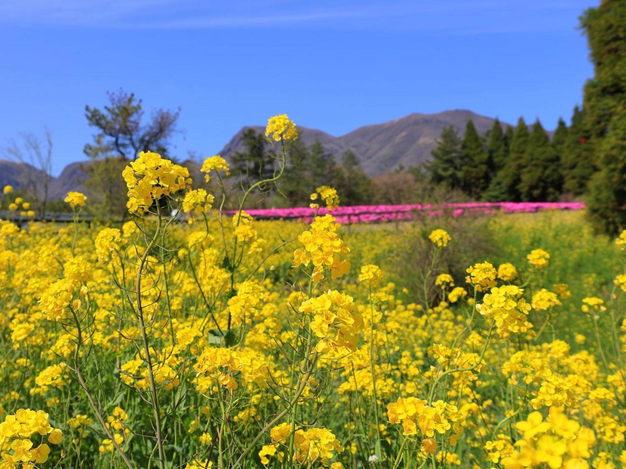 くじゅう花公園　キャンピングリゾート花と星 Kuju Εξωτερικό φωτογραφία