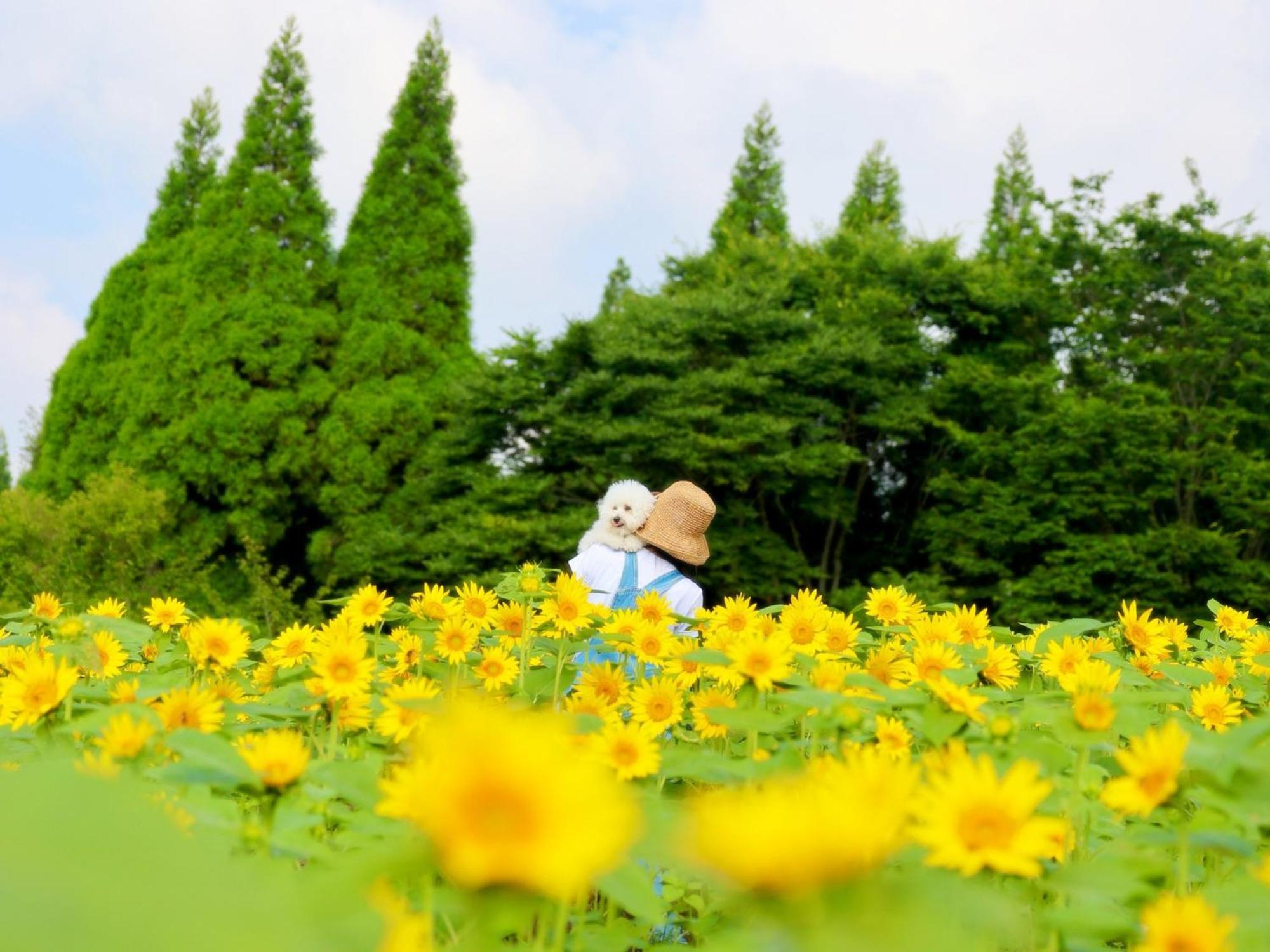 くじゅう花公園　キャンピングリゾート花と星 Kuju Εξωτερικό φωτογραφία